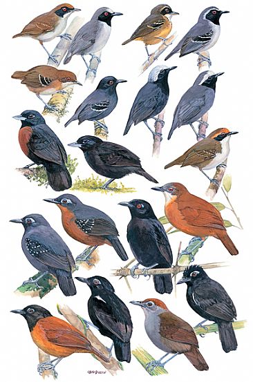 ANTBIRDS 7 - Birds of Peru by Larry McQueen