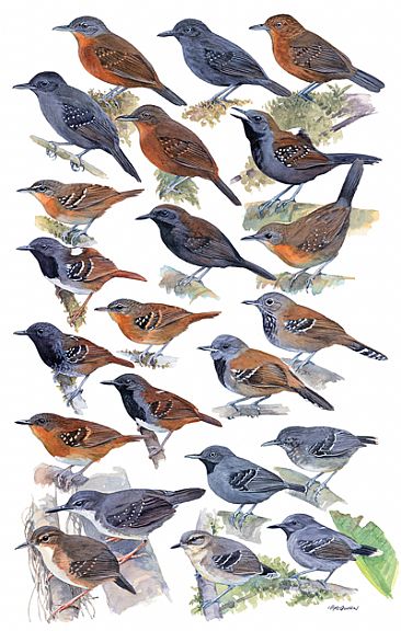 ANTBIRDS 8 - Birds of Peru by Larry McQueen