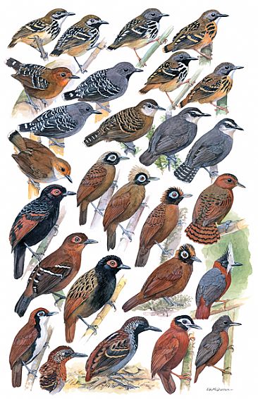 ANTBIRDS 9 (Obligate Ant-followers) - Birds of Peru by Larry McQueen