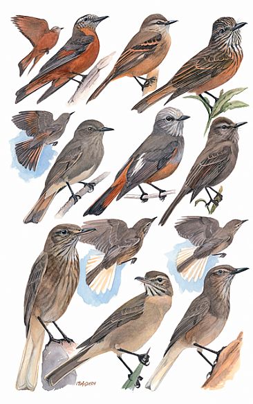 FLYCATHCERS 11  (Bush-tyrants and Shrike-tyrants) - Birds of Peru by Larry McQueen