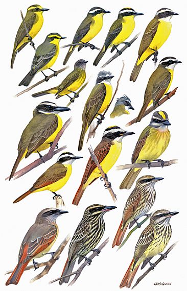 FLYCATCHERS 16 (Pitangus, Conopias, etc.) - Birds of Peru by Larry McQueen