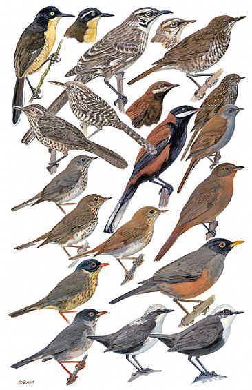 THRUSHES, MIMIDS, WRENS, DIPPERS - Birds of Peru by Larry McQueen