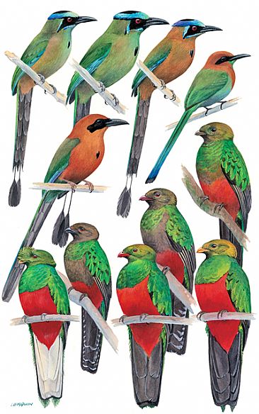 MOTMOTS and QUETZALS - Birds of Peru by Larry McQueen