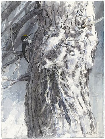 Black-backed Woodpecker on Snowy Trunk - Black-backed Woodpecker by Larry McQueen