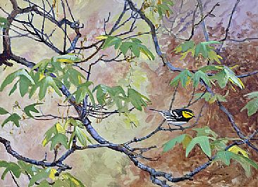 Golden-cheeked Warbler in Big-toothed Maple -  by Larry McQueen
