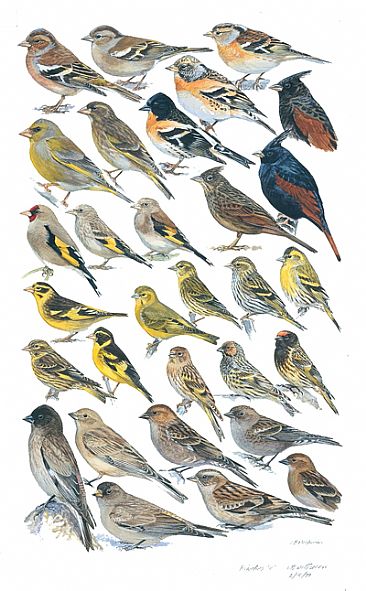 MOUNTAIN-FINCHES and SISKINS - Birds of South Asia by Larry McQueen