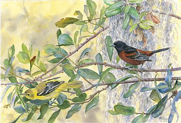Orchard Orioles in Live Oak - Orchard Orioles by Larry McQueen