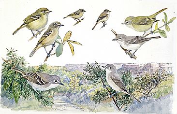Panel 125 - vireos 3 - Birds of North America by Larry McQueen