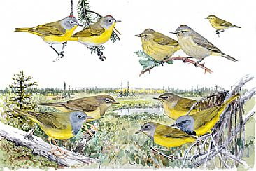 Panel 132 - E.warblers 7 - Birds of North America by Larry McQueen