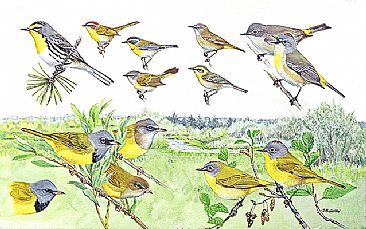 Panel 137 - W.warblers 2 - Birds of North America by Larry McQueen