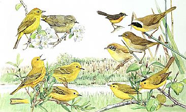 Panel 138 - W.warblers 3 - Birds of North America by Larry McQueen