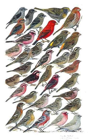 ROSEFINCHES -  by Larry McQueen