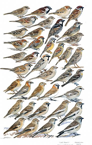 SPARROWS and SNOWFINCHES - Birds of South Asia by Larry McQueen