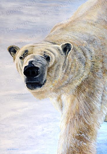 Staredown - Polar Bear by Barry Bowerman