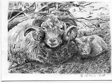 Sheep study (Sold) - domestic by LaVerne Hill