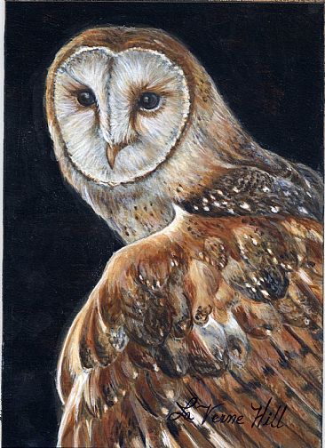 Barn Owl - Bird by LaVerne Hill
