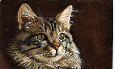 Maine Coon cat portrait (sold) - Domestic cat by LaVerne Hill