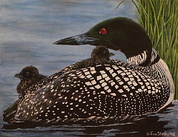 - Loon - Common Loon and chicks by Eva Stanley