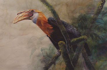 Blyth's Hornbill - Blyth's Hornbill by Anni Crouter