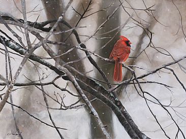 Winter Cardinal - Northern Cardinal by Anni Crouter