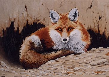Denali Fox - Red Fox by Tykie Ganz