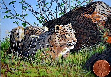 Intense - Snow Leopard by Tykie Ganz