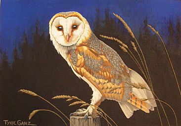 Let's Give a Hoot - Barn Owl by Tykie Ganz