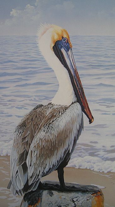 Good Old Boy - Pelican by Tykie Ganz