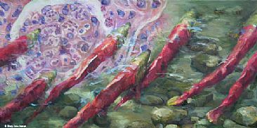 Parvicapsula - Fish - Pacific Salmon - Parasites by Mary Jane Jessen