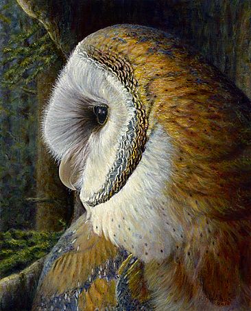 A Hole with a View - Barn Owl by Kim Middleton