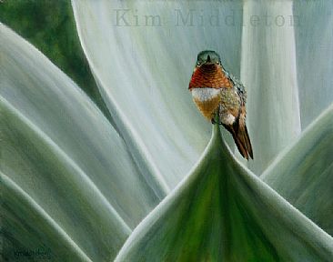 Master of His Domain - Scintillant Hummingbird on agave plant by Kim Middleton