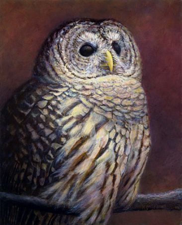 Remembering Hoot - Barred Owl by Kim Middleton