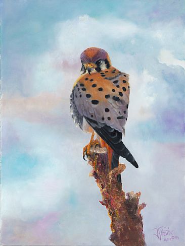Kestral Hawk - wild life by Jerry Venditti
