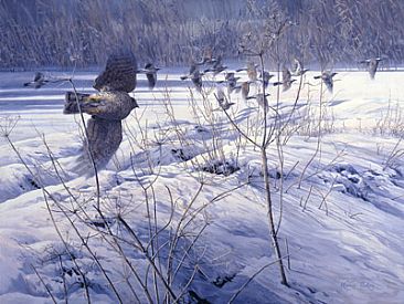Sharpened by the Cold - Sparrowhawk chasing Fieldfares by Martin Ridley