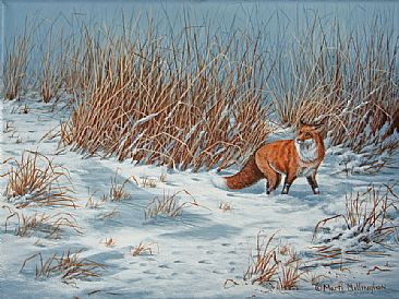 Hunting the Tallgrass - Red Fox by Marti Millington
