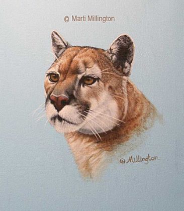 Ole Tom - Cougar by Marti Millington