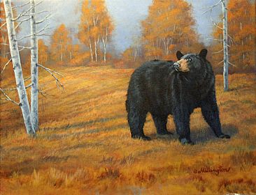 Something in the Wind  - Black Bear by Marti Millington