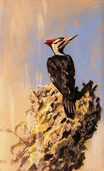 Field Study Pileated Woodpecker -  by Wayne Chunat