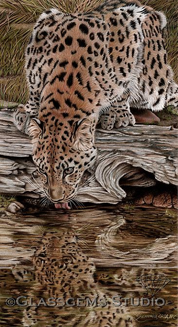 Endangered Reflections - Amur Leopard by Gemma Gylling