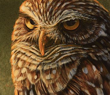 Burrowing Owl - Burrowing Owl by Billy-Jack Milligan