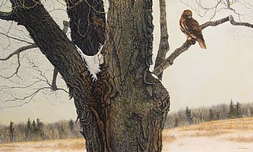 Red Tailed Hawk in Sugar Maple - Sugar Maple and Red tailed Hawk by Billy-Jack Milligan