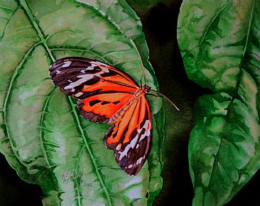 Lycorea halia - Brazilian butterfly by Kitty Harvill