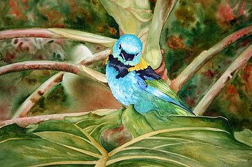 Sara-de-sete-cores - Green-headed tanager by Kitty Harvill