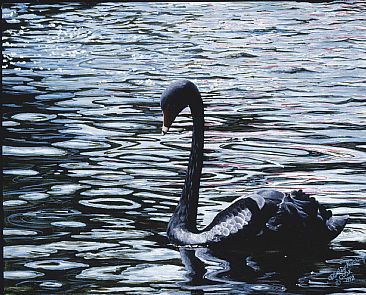 Black Serenity - Black New Zealand Swan by Cindy Sorley-Keichinger