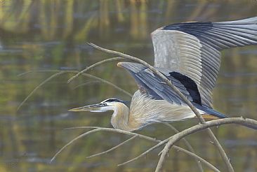 Breeze Through the Trees - Great Blue Heron by Cindy Sorley-Keichinger