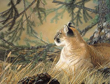 Catnap - Cougar snoozing by Cindy Sorley-Keichinger