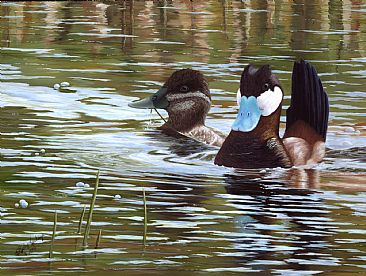 Goin Courtin - Pair of Ruddy Ducks by Cindy Sorley-Keichinger