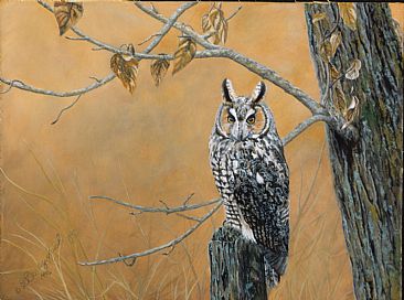 Long Earred Owl - Long Earred Owl by Cindy Sorley-Keichinger