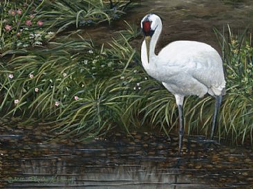 Contemplation of Love - Whooping Crane by Cindy Sorley-Keichinger