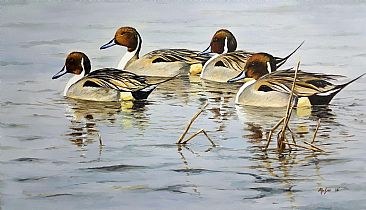 Pintails - Pintails by Ahsan Qureshi